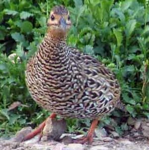 Francolin noir