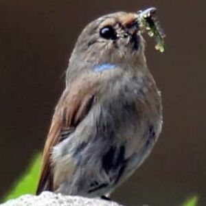Small Niltava