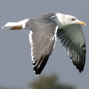 Heuglin's Gull