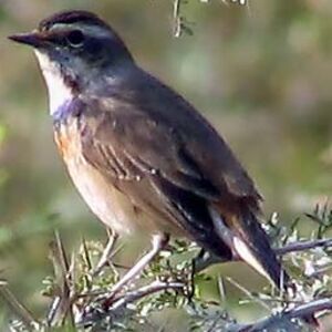 Bluethroat 
&copy; Devashish Deb