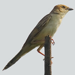 Bristled Grassbird