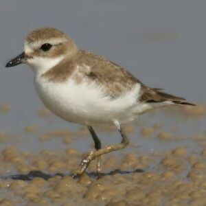Lesser Sand Plover