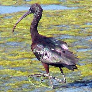 Ibis falcinelle 
&copy; Devashish Deb