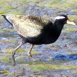 Bronze-winged Jacana