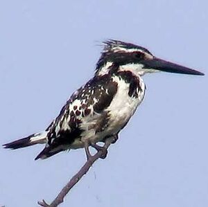 Pied Kingfisher