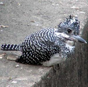 Crested Kingfisher