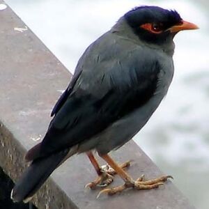 Bank Myna