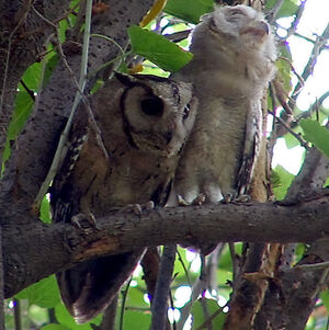 Collared Scops Owl