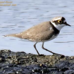 Little Ringed Plover 
&copy; Devashish Deb