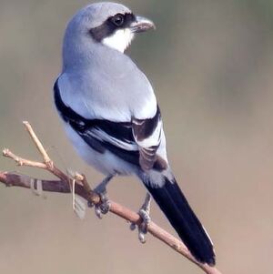 Southern Grey Shrike