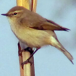 Siberian Chiffchaff