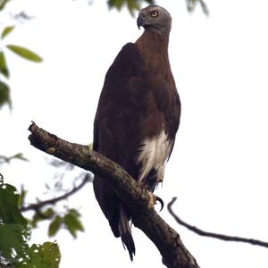 Grey-headed Fish Eagle