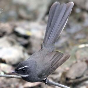 White-throated Fantail