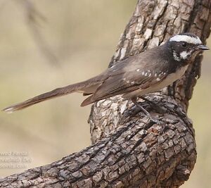 White-browed Fantail