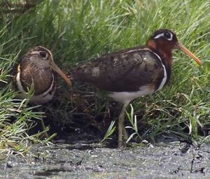 Greater Painted Snipe