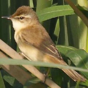 Paddyfield Warbler 
&copy; Devashish Deb