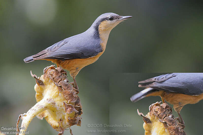 White-tailed Nuthatchadult
