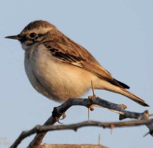 White-browed Bush Chat