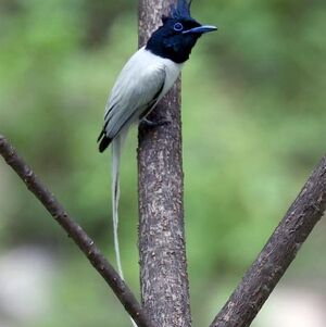 Asian Paradise Flycatcher