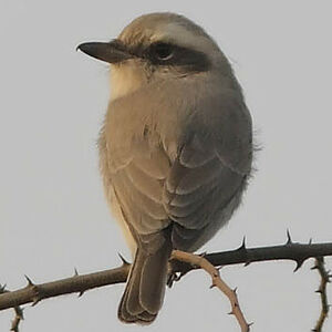 Common Woodshrike