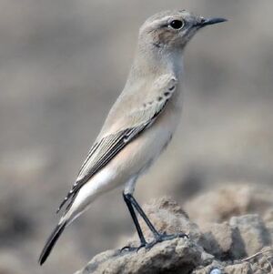 Desert Wheatear 
&copy; Devashish Deb