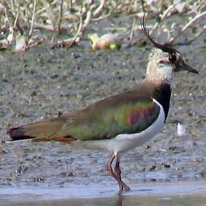 Northern Lapwing 
&copy; Devashish Deb
