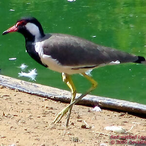 Red-wattled Lapwing