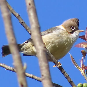 Yuhina � cou roux