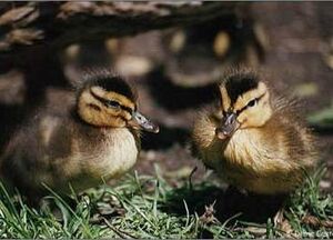 Canard colvert