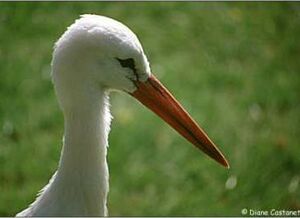 Cigogne blanche