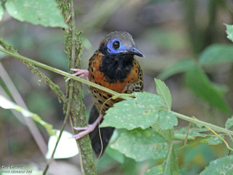 Ocellated Antbirdadult, close-up portrait