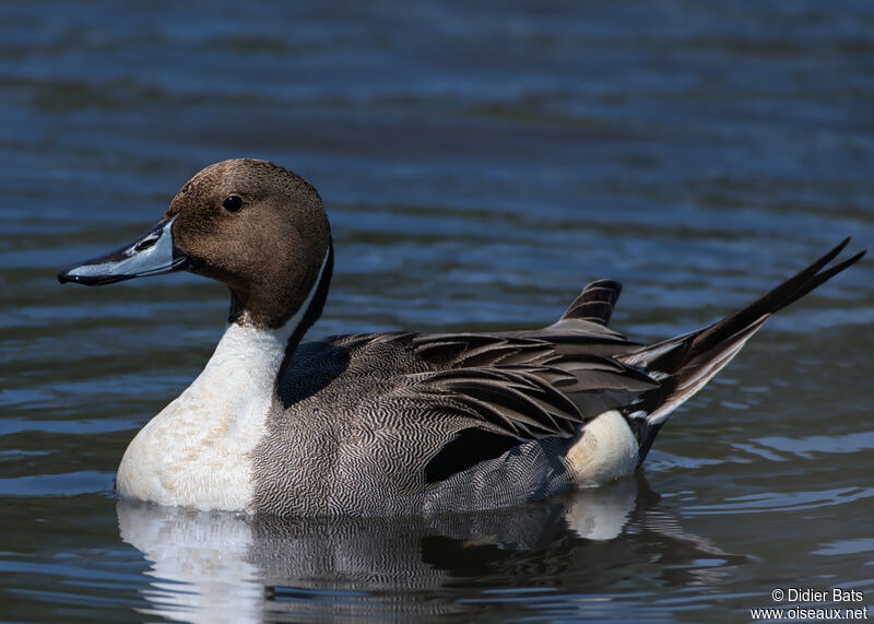 Northern Pintail male adult breeding