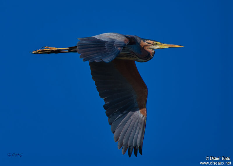 Purple Heron, Flight