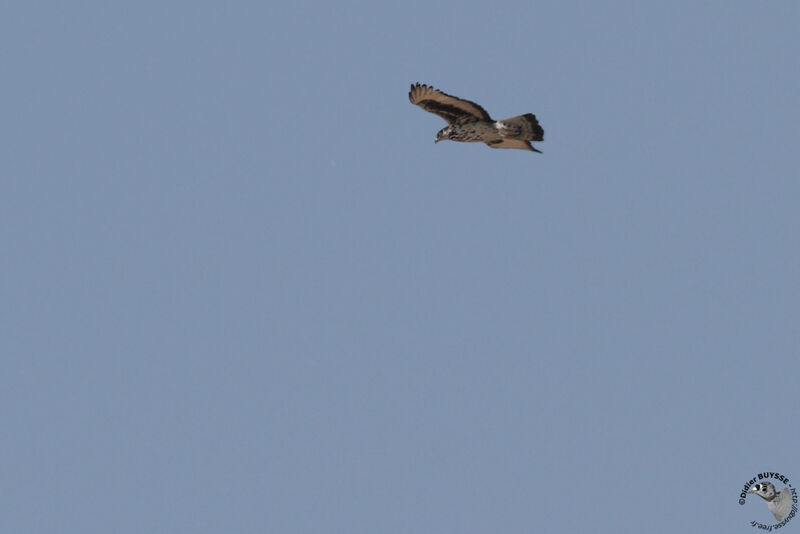 African Hawk-Eagleadult, Flight