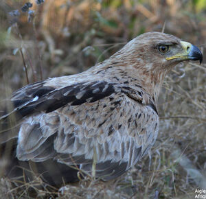 Aigle ravisseur
