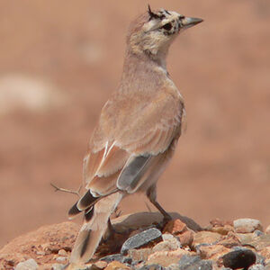 Alouette bilophe