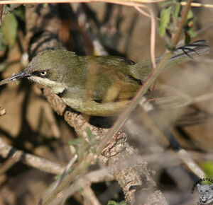Apalis à collier