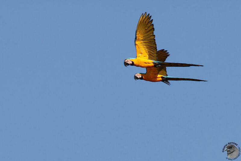 Blue-and-yellow Macaw , Flight