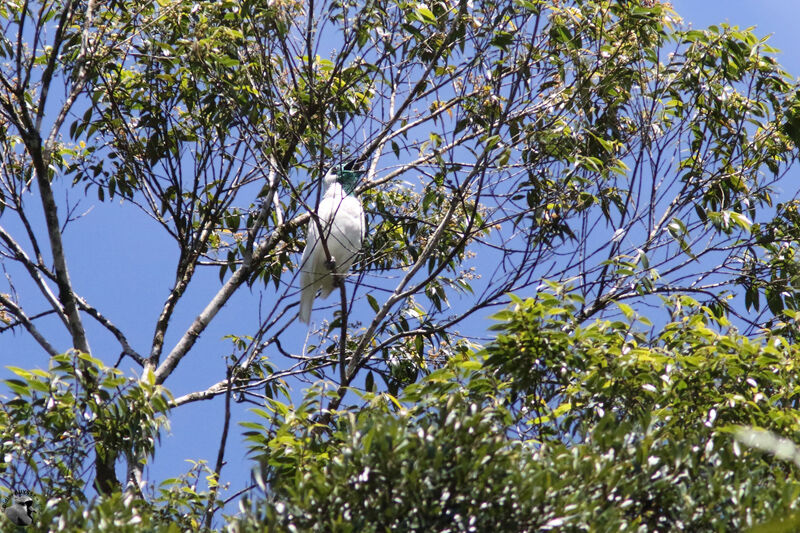 Bare-throated Bellbird male adult, identification, courting display, song