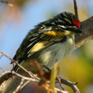 Red-fronted Tinkerbird