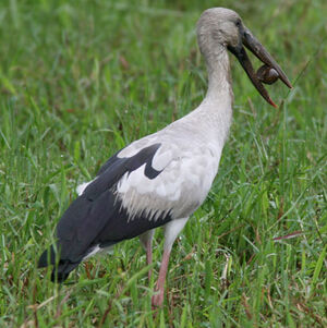 Asian Openbill