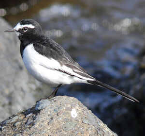 Japanese Wagtail