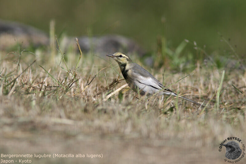 White Wagtail (lugens)