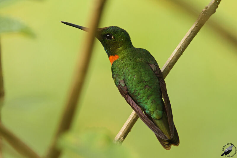 Gould's Jewelfront male adult, identification