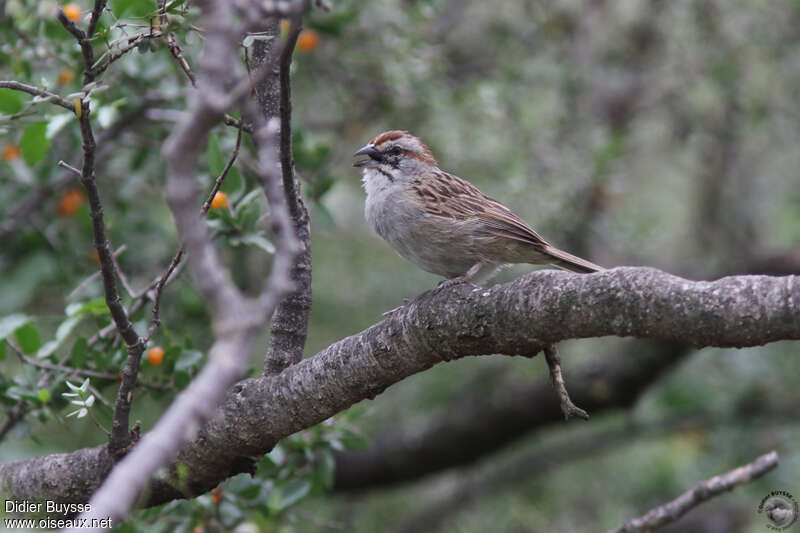 Stripe-capped Sparrowadult, identification, song