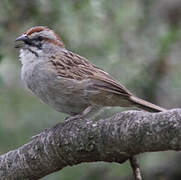 Chaco Sparrow