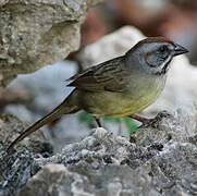 Zapata Sparrow