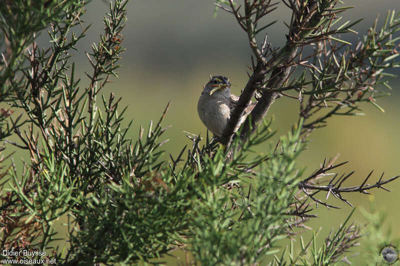 Grassland Sparrowadult, habitat, fishing/hunting, eats
