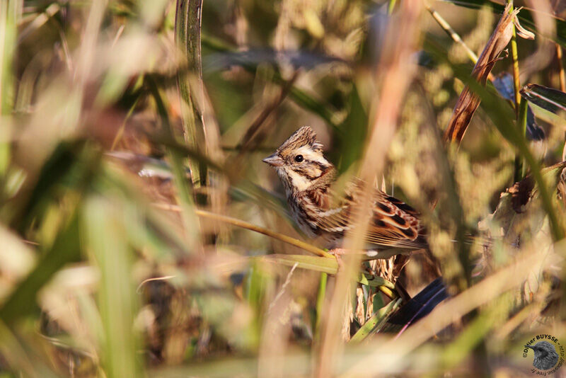 Rustic Bunting male First year, identification