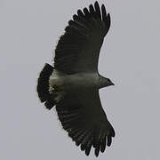 Grey-backed Hawk